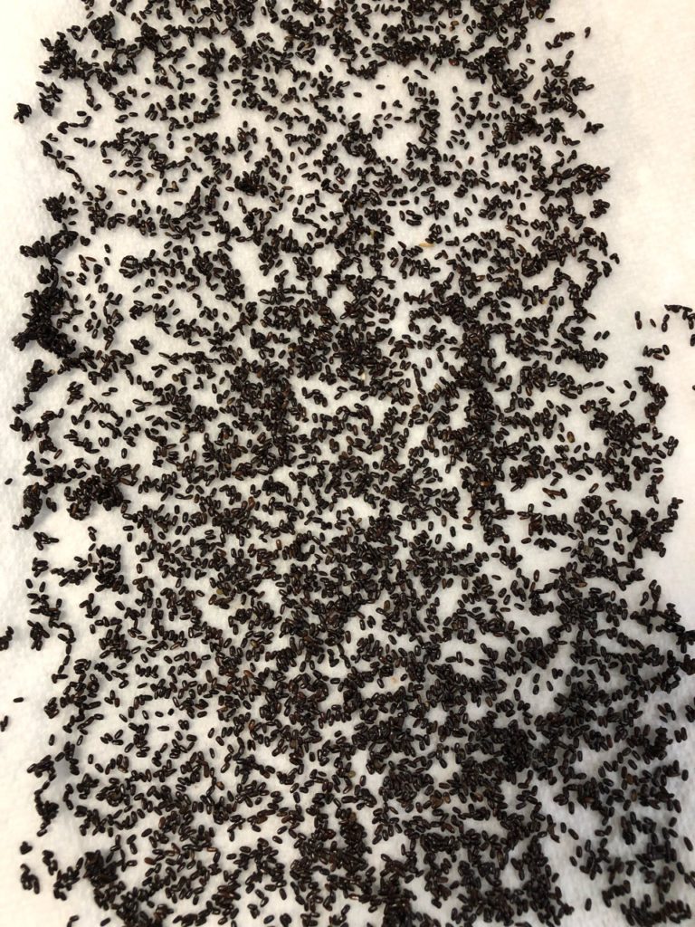 Lavender seeds on moistened paper towel for cold stratification germination process