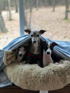 Italian Greyhounds in Michigan