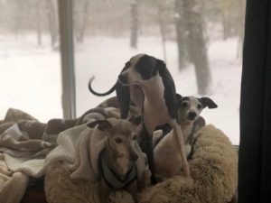 Italian Greyhounds in Michigan