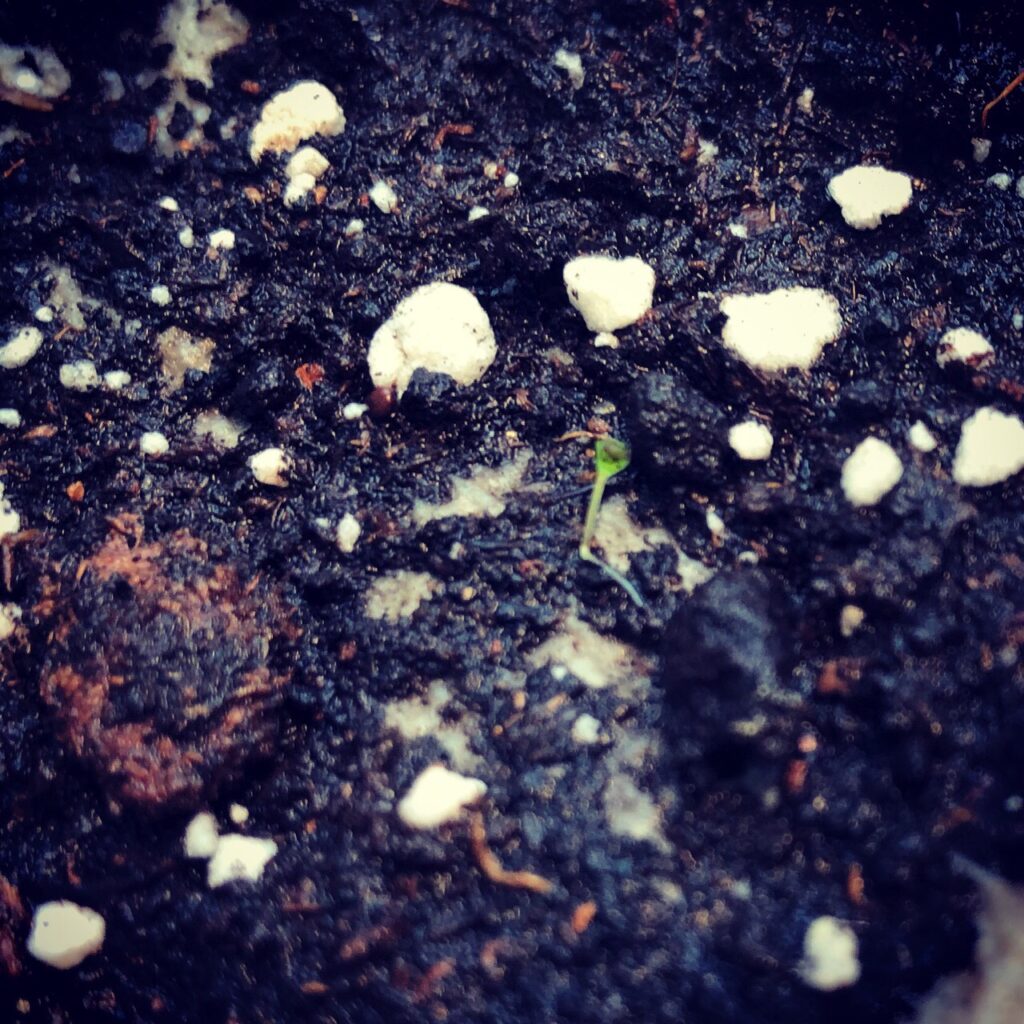 Lavender Sprout from Seed