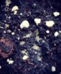 Lavender Sprout from Seed
