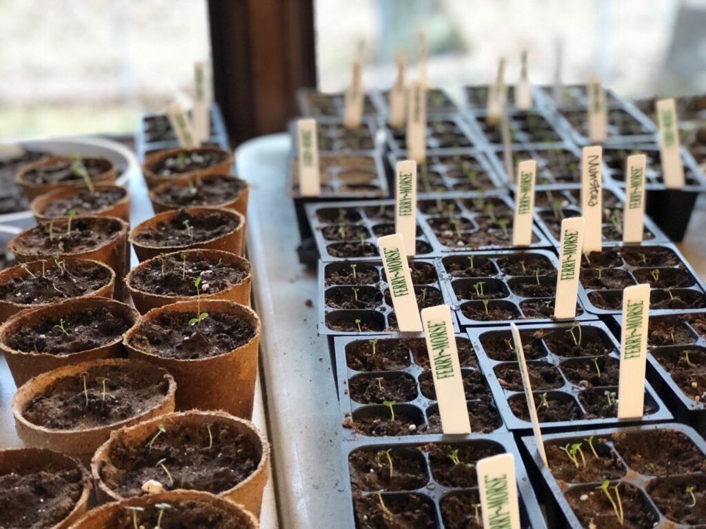 Lavender Seeds Germinating Twin Flame Lavender Farm Allegan Michigan