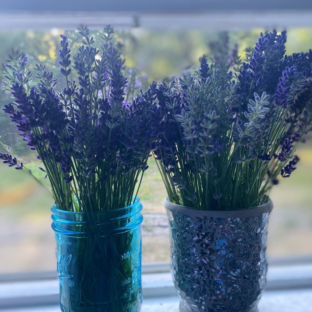 when does michigan lavender bloom?