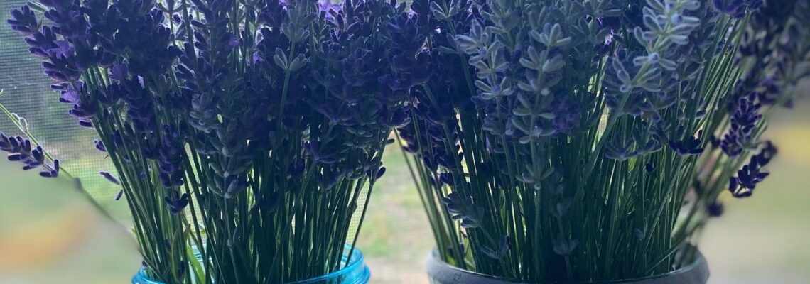 when does michigan lavender bloom?