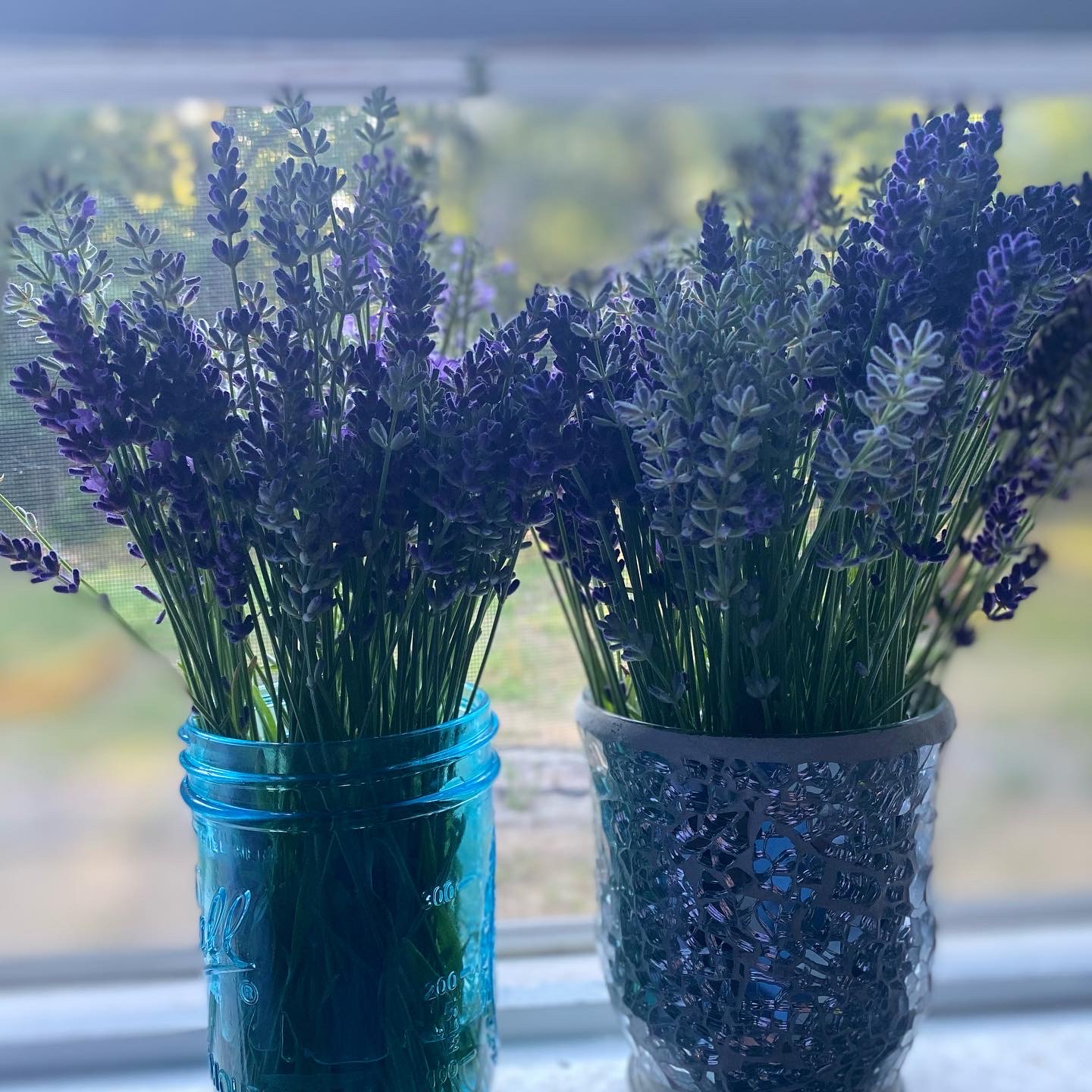 What time of the year does lavender bloom in Michigan?
