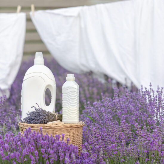 clothesline in a lavender field