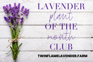 Lavender Plant of the Month Club