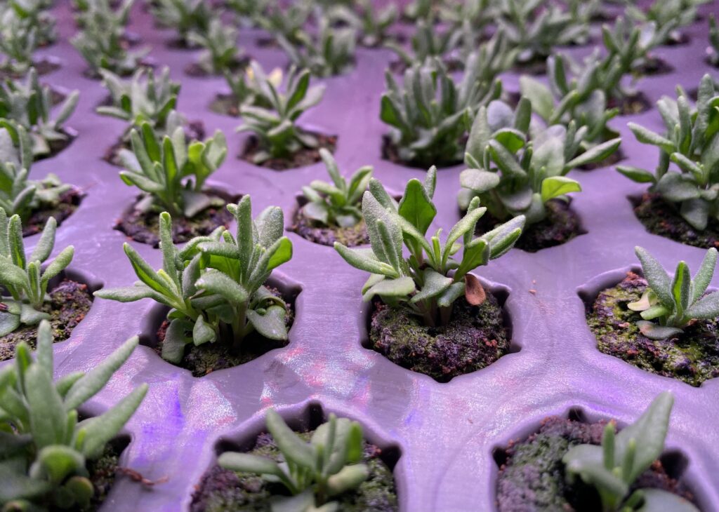 Culinary Lavender Plants for Sale