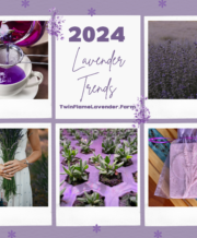 6 Lavender Trends to Watch in 2024