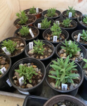 Lavender Plants from Seed