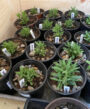 Lavender Plants from Seed