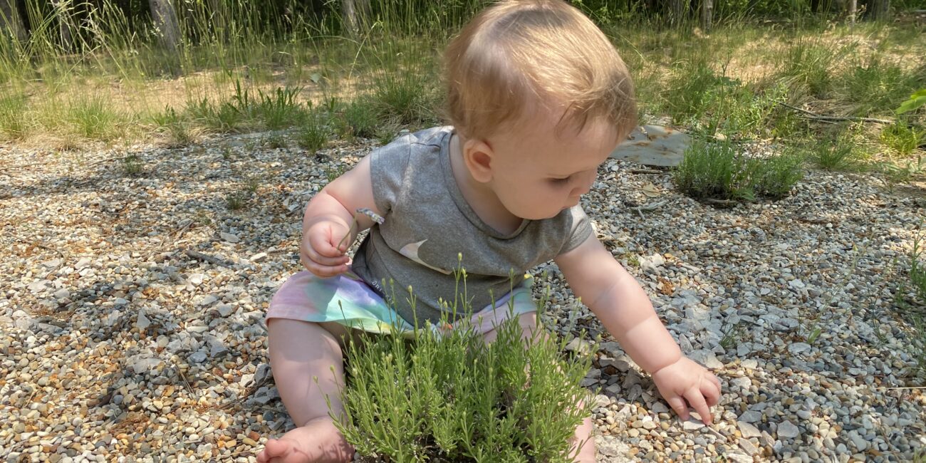 Lavender Baby Wee One Lavender