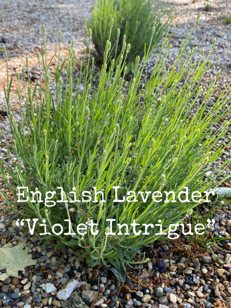 14 Varieties of Lavender & Lavandin Grown on Our Farm (2024) Twin