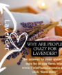 why are people crazy for lavender