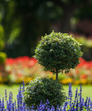Lavender Topiary Plant