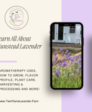 Learn About Munstead Lavender