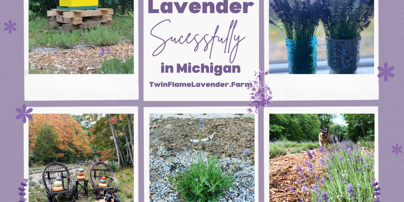 Tips for growing lavender in michigan
