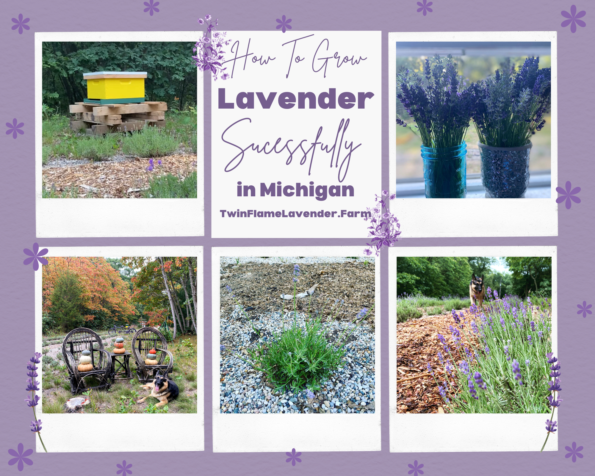 Tips for growing lavender in michigan