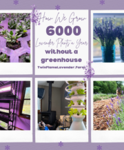 grow lavender without a greenhouse