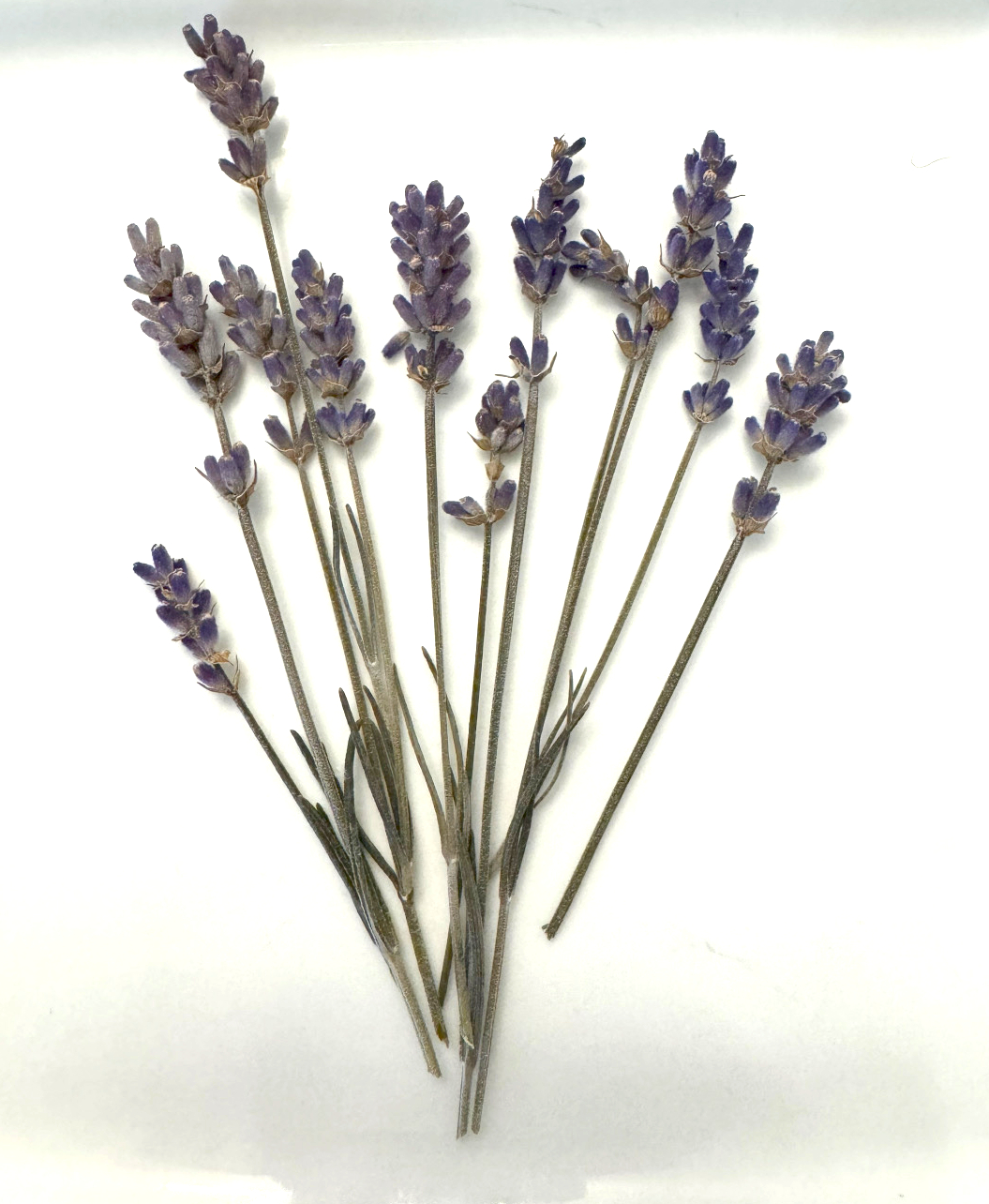 Explore Lavender Culinary History - Twin Flame Lavender Farm Michigan